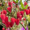 Chilean Lantern Tree (Crinodendron Hookerianum)
