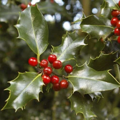 Holly Ilex X Meserveae 'Blue Maid' Standard -You Garden 510182 2