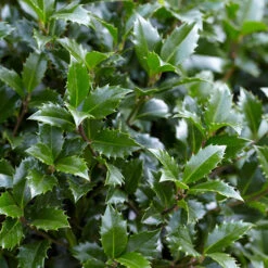 Holly Ilex X Meserveae 'Blue Maid' Standard -You Garden 510182 3