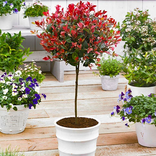 Standard Photinia 'Red Robin' Tree 1 Standard Photinia 'Red Robin' Tree