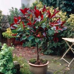 Standard Photinia 'Red Robin' Tree 7 Standard Photinia 'Red Robin' Tree -You Garden 510183 2