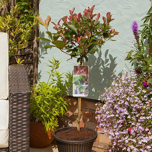 Standard Photinia 'Red Robin' Tree 4 Standard Photinia 'Red Robin' Tree - Image 4