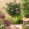 Viburnum Tinus Standard