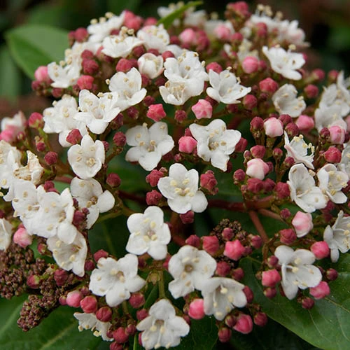 Viburnum Tinus Standard 2 Viburnum Tinus Standard - Image 2