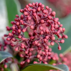 Viburnum Tinus Standard 7 Viburnum Tinus Standard -You Garden 510191 2