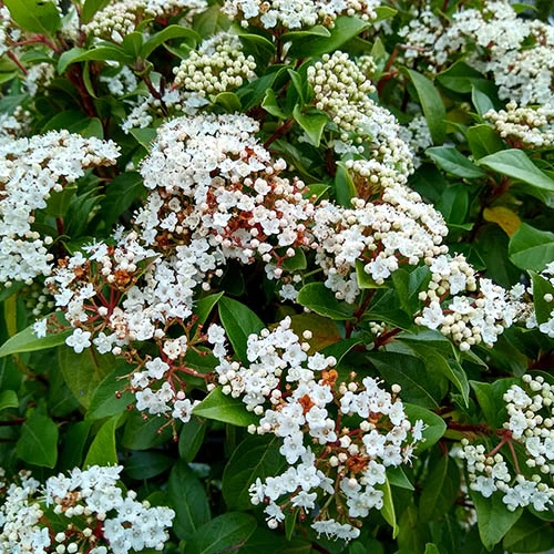 Viburnum Tinus Standard 4 Viburnum Tinus Standard - Image 4