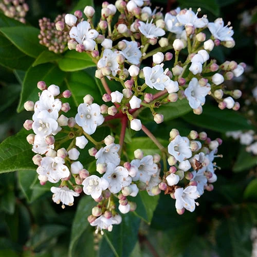 Viburnum Tinus Standard 5 Viburnum Tinus Standard - Image 5