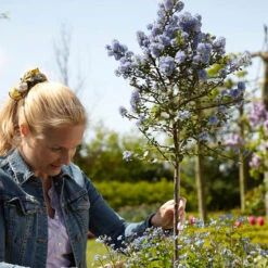 Hardy Ceanothus Standard Californian Lilac Tree -You Garden 510199 2