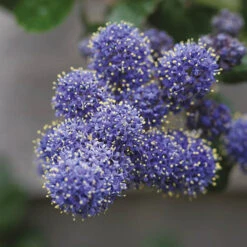 Hardy Ceanothus Standard Californian Lilac Tree -You Garden 510199 3