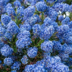 Hardy Ceanothus Standard Californian Lilac Tree -You Garden 510199 4