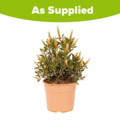 Callistemon Viminalis 'Hot Pink' -You Garden 510237 2