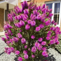 Callistemon Viminalis 'Hot Pink' -You Garden 510237 4