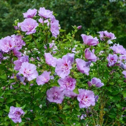 Hibiscus 'Chiffon Lavender' -You Garden 510272 2