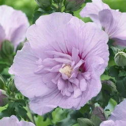 Hibiscus 'Chiffon Lavender' -You Garden 510272 3