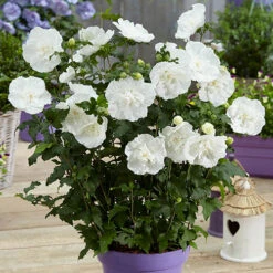 Hibiscus Syriacus 'White Chiffon'