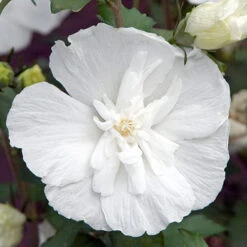 Hibiscus Syriacus 'White Chiffon' 10 Hibiscus Syriacus 'White Chiffon' -You Garden 510273 3