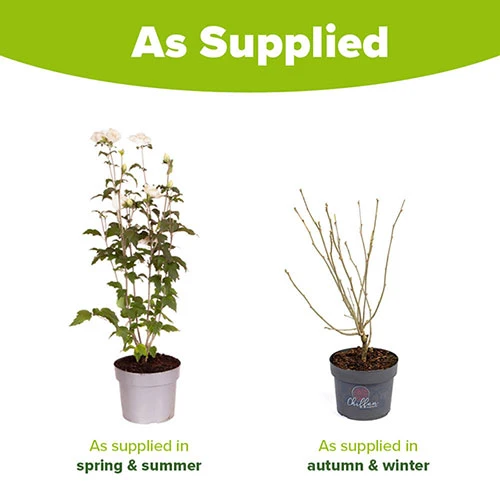 Hibiscus Syriacus 'White Chiffon' 7 Hibiscus Syriacus 'White Chiffon' - Image 7