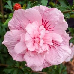 Hibiscus 'Chiffon Pink' -You Garden 510274 1