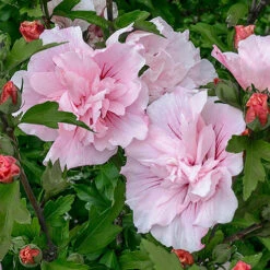 Hibiscus 'Chiffon Pink' -You Garden 510274 2