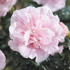 Hibiscus 'Chiffon Pink' -You Garden 510274 3