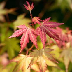 Acer Palmatum 'Orange Dream' -You Garden 510282 2