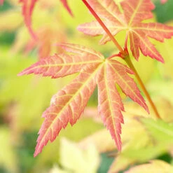 Acer Palmatum 'Orange Dream' -You Garden 510282 3