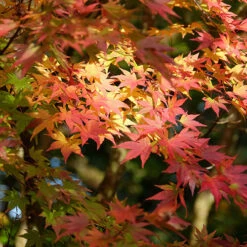 Acer Palmatum 'Orange Dream' -You Garden 510282 4