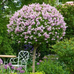 Lilac Syringa Palibin Standard