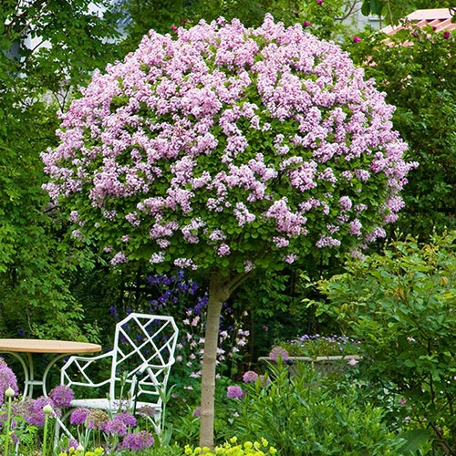 Lilac Syringa Palibin Standard 1 Lilac Syringa Palibin Standard