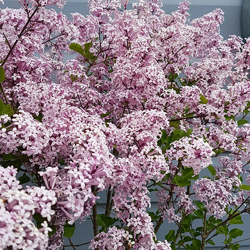 Lilac Syringa Palibin Standard 4 Lilac Syringa Palibin Standard - Image 4