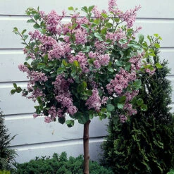 Lilac Syringa Palibin Standard 11 Lilac Syringa Palibin Standard -You Garden 510317 4