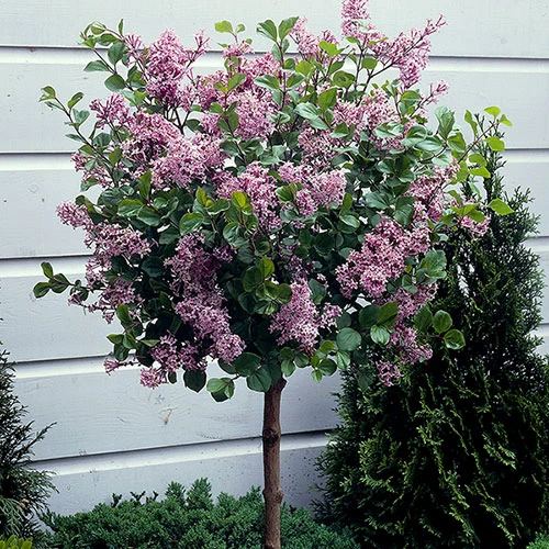 Lilac Syringa Palibin Standard 5 Lilac Syringa Palibin Standard - Image 5