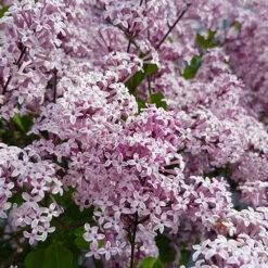 Lilac Syringa Palibin Standard 12 Lilac Syringa Palibin Standard -You Garden 510317 5