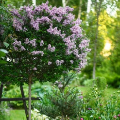 Lilac Syringa Palibin Standard 13 Lilac Syringa Palibin Standard -You Garden 510317 6