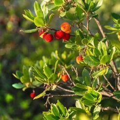 Strawberry Tree - Arbutus Unedo 6 Strawberry Tree - Arbutus Unedo -You Garden 510323 2