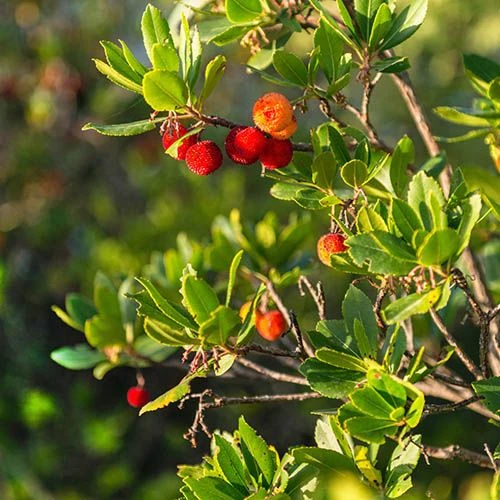 Strawberry Tree - Arbutus Unedo 3 Strawberry Tree - Arbutus Unedo - Image 3