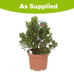 Strawberry Tree - Arbutus Unedo 7 Strawberry Tree - Arbutus Unedo -You Garden 510323 3