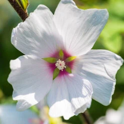 Patio Lavatera Mallow 'Barnsley Baby' -You Garden 510339 2
