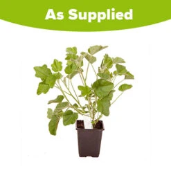 Patio Lavatera Mallow 'Barnsley Baby' -You Garden 510339 3