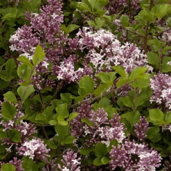 Patio Lilac 'Palibin' 6 Patio Lilac 'Palibin' -You Garden 510349 2