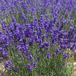 Lavender Munstead -You Garden 510354 2