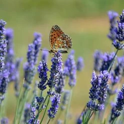 Lavender Munstead -You Garden 510354 3