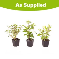 Hydrangea Paniculata Collection 9 Hydrangea Paniculata Collection -You Garden 510358 4