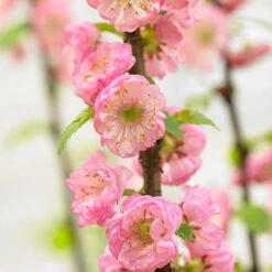 Flowering Almond Tree Prunus Triloba -You Garden 510361 2