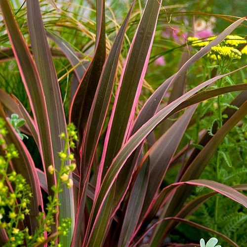 Phormium 'Sundowner Pink' 1 Phormium 'Sundowner Pink'