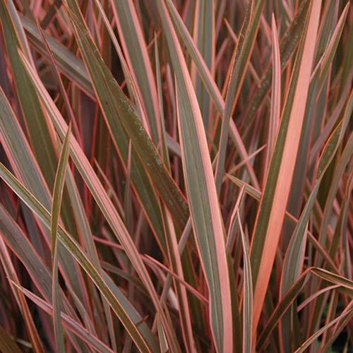 Phormium 'Sundowner Pink' 2 Phormium 'Sundowner Pink' - Image 2