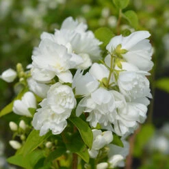Philadelphue - Mock Orange - 'Virginal'