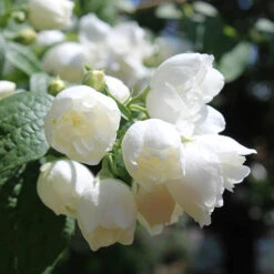 Philadelphue - Mock Orange - 'Virginal' -You Garden 510393 2