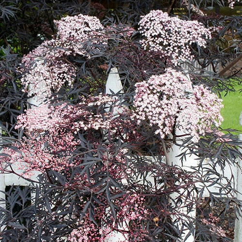 Sambucus Nigra 'Black Lace' 1 Sambucus Nigra 'Black Lace'