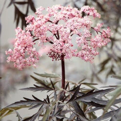 Sambucus Nigra 'Black Lace' 10 Sambucus Nigra 'Black Lace' -You Garden 510394 3